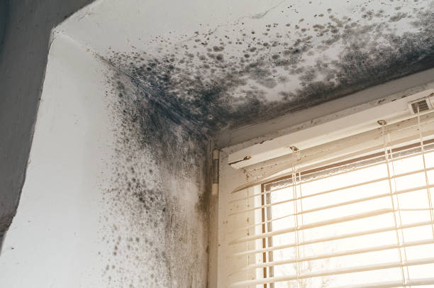 Affordable Mold Cleanup solutions in West Chester, PA